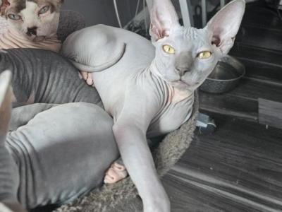 BLACK COLLAR - Sphynx - Gallery Photo #1