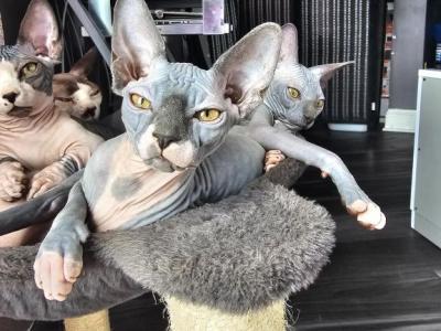 PURPLECOLLAR - Sphynx - Gallery Photo #1