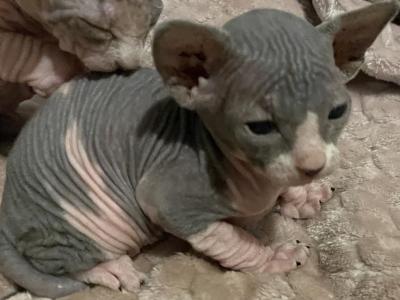 Sphynx Kitten Bundle - Sphynx - Gallery Photo #1