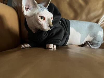 Johnny - Sphynx - Gallery Photo #1