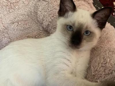 Baby Girl - Siamese - Gallery Photo #1