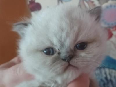 Persian And Himalayan Kittens - Persian - Gallery Photo #1