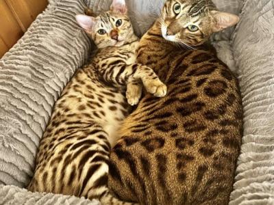 Millie & Kilo - Bengal - Gallery Photo #1