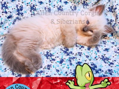 Treecko Of The Pokemon Ruby Litter - Siberian - Gallery Photo #1