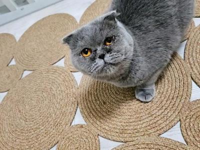 Grape - Scottish Fold - Gallery Photo #1