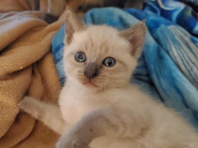 Siamese Kitten BLue Point Baby Boy - Siamese - Gallery Photo #1