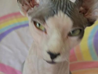 YELLOW COLLAR - Sphynx - Gallery Photo #1