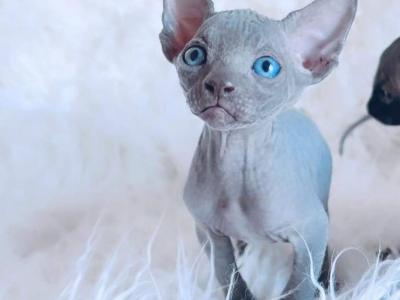 Cleo - Sphynx - Gallery Photo #1