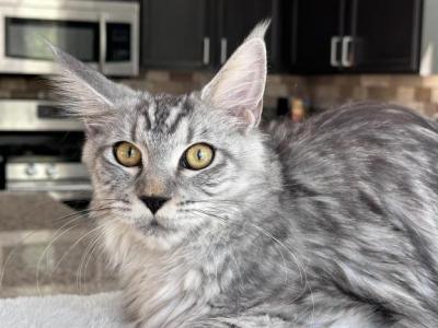 Ella - Maine Coon - Gallery Photo #1