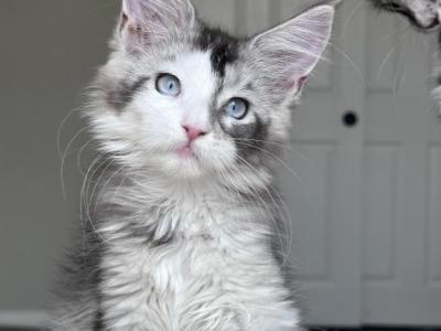 Holly Blue Eyed - Maine Coon - Gallery Photo #1