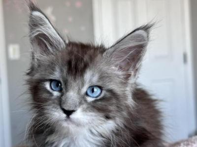 Jasmine Blue Eyed - Maine Coon - Gallery Photo #1