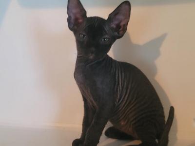 Onxy Female Sphynx - Sphynx - Gallery Photo #1