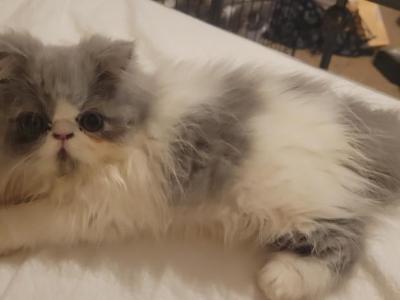 Persian White And Gray Female Kitten - Persian - Gallery Photo #1