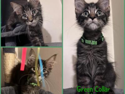 FiFis Kittens - Maine Coon - Gallery Photo #1