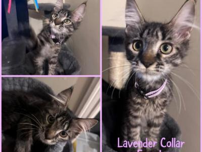 FiFis Kittens - Maine Coon - Gallery Photo #1