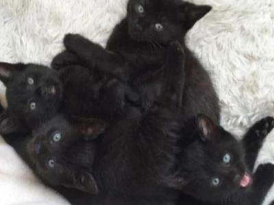 Black Kitties - Domestic - Gallery Photo #1