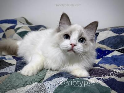 Bud - Ragdoll - Gallery Photo #1