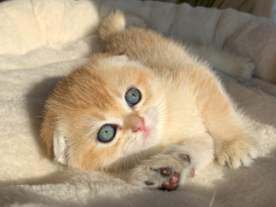 Raina - Scottish Fold - Gallery Photo #1