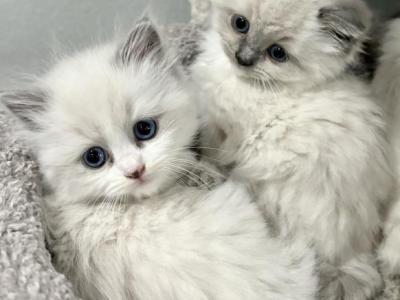 Purrdoll Persian Ragdoll Kittens - Persian - Gallery Photo #1