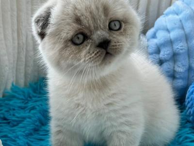 Archie - British Shorthair - Gallery Photo #1