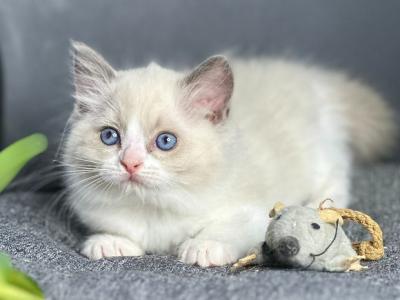 Max - Ragdoll - Gallery Photo #1