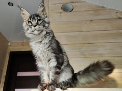 Detsl - Maine Coon - Gallery Photo #1