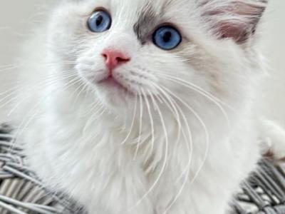 THEODORE - Ragdoll - Gallery Photo #1