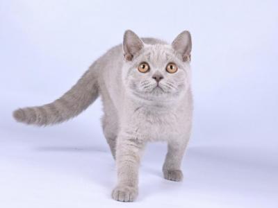 Ximen - British Shorthair - Gallery Photo #1