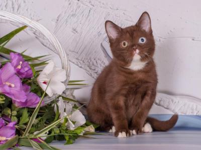 Indy - British Shorthair - Gallery Photo #1