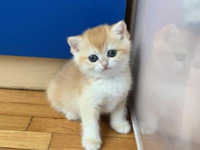 Sunny Girl - British Shorthair - Gallery Photo #1