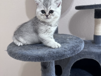 Baby 1 - British Shorthair - Gallery Photo #1