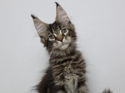 Mary - Maine Coon - Gallery Photo #1