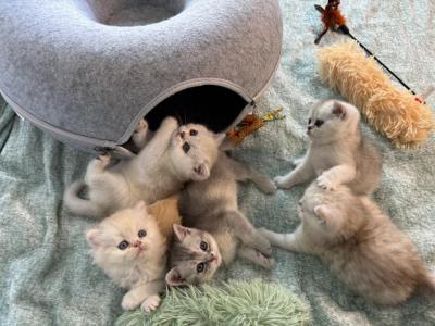 Poppys Kittens - Scottish Straight - Gallery Photo #1