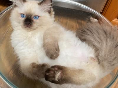 Ragdoll Kitten - Ragdoll - Gallery Photo #1