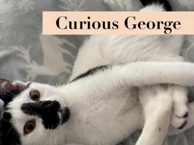 Curious George - American Shorthair - Gallery Photo #1