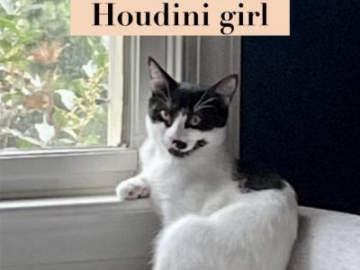 Houdini Girl - American Shorthair - Gallery Photo #1