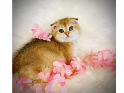 Bombi - Scottish Fold - Gallery Photo #1