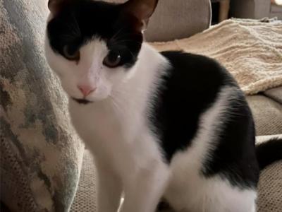 Patches - American Shorthair - Gallery Photo #1