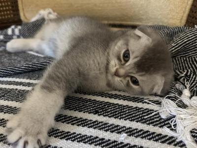 Scottish Fold Duncan - Scottish Fold - Gallery Photo #1