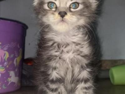 MAINE COON KITTENS NEAR ME - Maine Coon - Gallery Photo #1