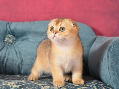 Jess - Scottish Fold - Gallery Photo #1