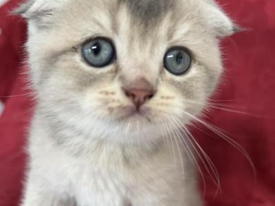 Usher Scottish Fold Blue Golden Boy - Scottish Fold - Gallery Photo #1