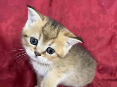 Umi Scottish Fold Golden Ticked Girl - Scottish Fold - Gallery Photo #1