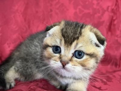 Umbria Scottish Fold Golden Ticked Girl - Scottish Fold - Gallery Photo #1