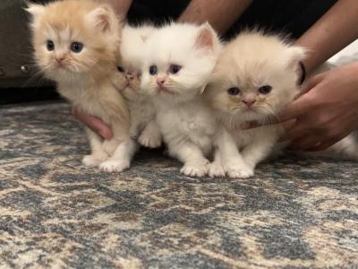 Persian Kittens Cute White Orange Long Hair - Persian - Gallery Photo #1