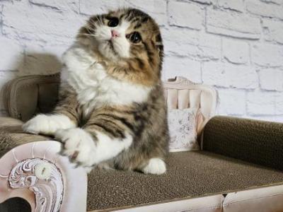 Quince BestOfTheBest - Scottish Fold - Gallery Photo #1