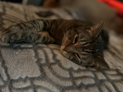 Gizmo - American Shorthair - Gallery Photo #1