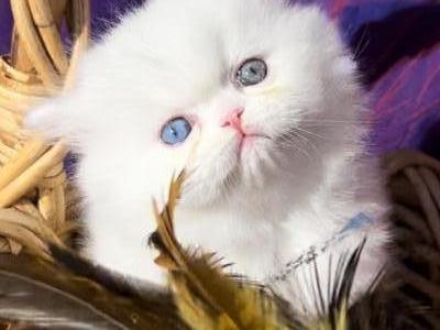 CFA Registered White Dollface Persian Female - Persian - Gallery Photo #1