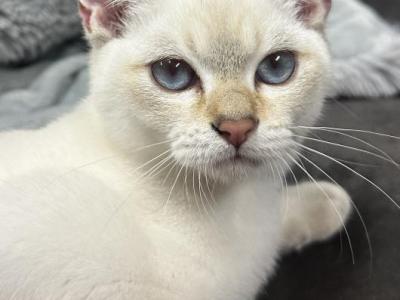 Burmese Burmilla Silver British Shorthair Hybrid - Burmese - Gallery Photo #1