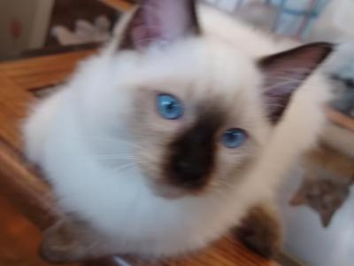 Charlotte Seal Point Boy  Blue Collar - Ragdoll - Gallery Photo #1